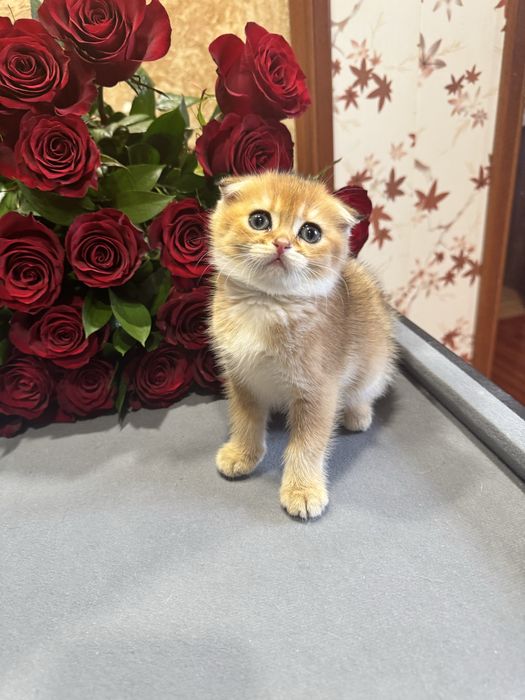 Продаю мушук фолд шиншилла голд