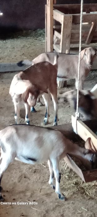 Ұрғашы тәуір лақтар бар 3 шт