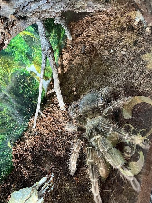 Продаётся паук птицеед Ласиодора Парахибана(самка)