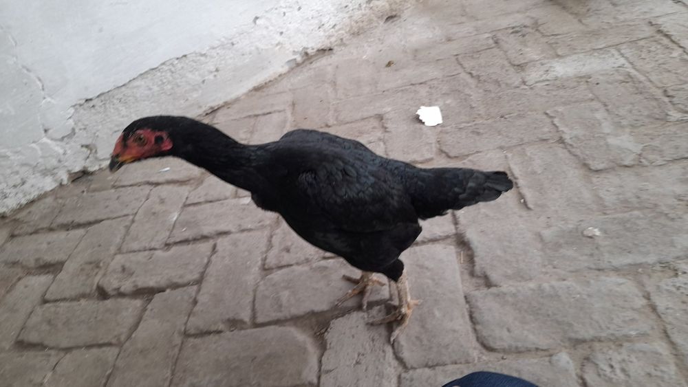 Tovuq kulangi sotiladi toza zotli