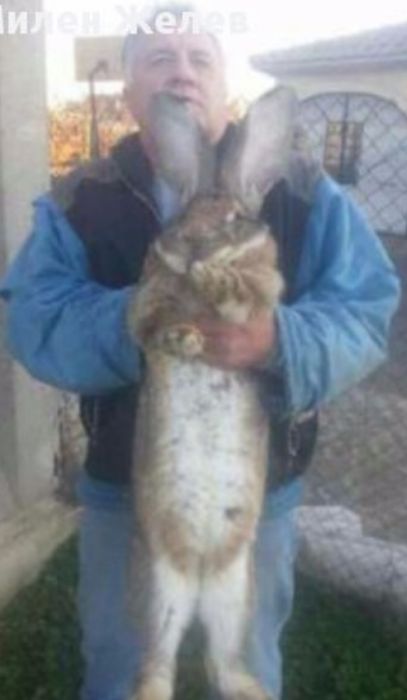 Продавам зайци порода БЕЛГИЙСКИ ВЕЛИКАН чистокръвни,цена по договаряне