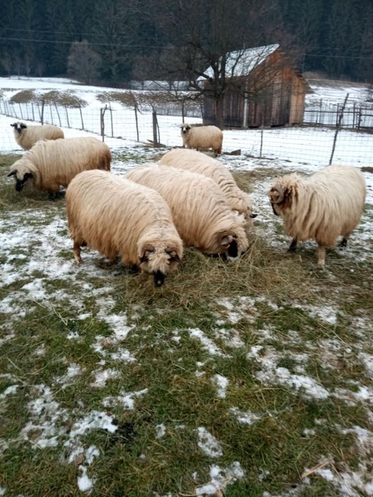 Oi de vânzare foarte bune.