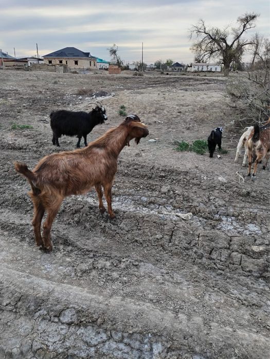 Текелер сатылады 1 жастан асқан