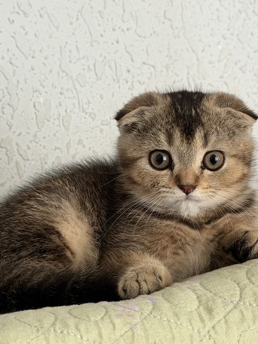 Продаётся шотландский вислоухий котёнок 3 месяца