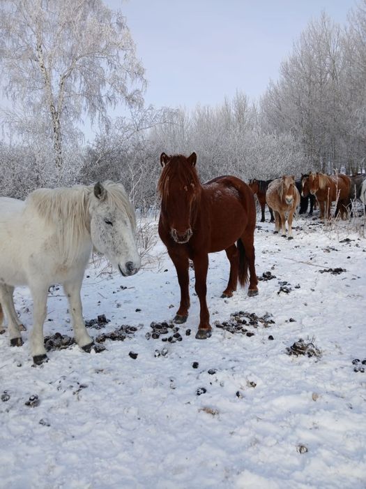 Айғыр Мұғажар 5 жасар