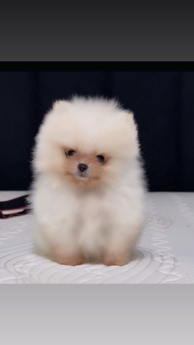 Щенки мини шпиц мальчики