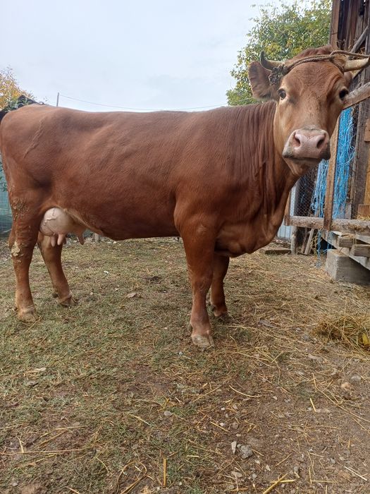Vaca de 4 ani gestantă în 6 luni