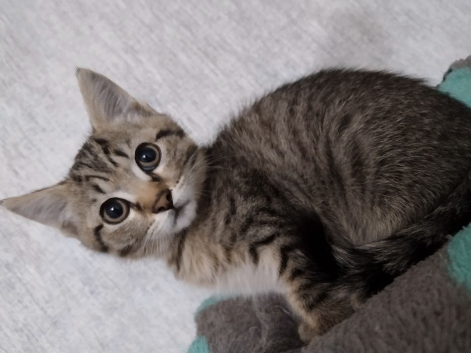 Срочно ищем дом котенку