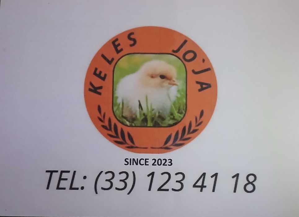 joja va jojalar sotiladi sendi nesushka  no3