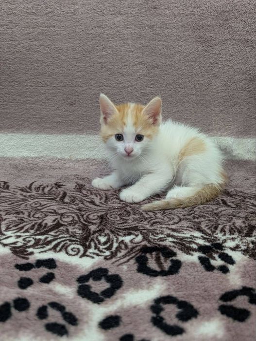 Котята бесплатно в добрые руки