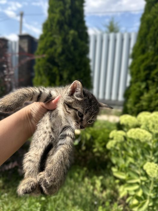 Продам котят 2 мальчика 1 девочка