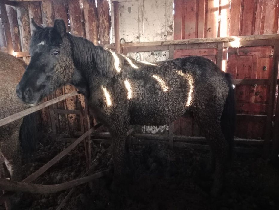 Продам откормленный тай