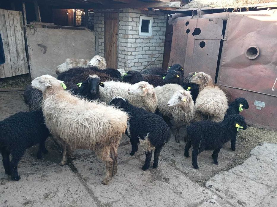 Продам баранов с барашатами