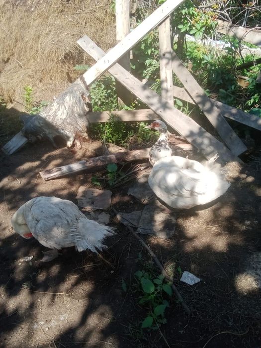 Продам индоутки.