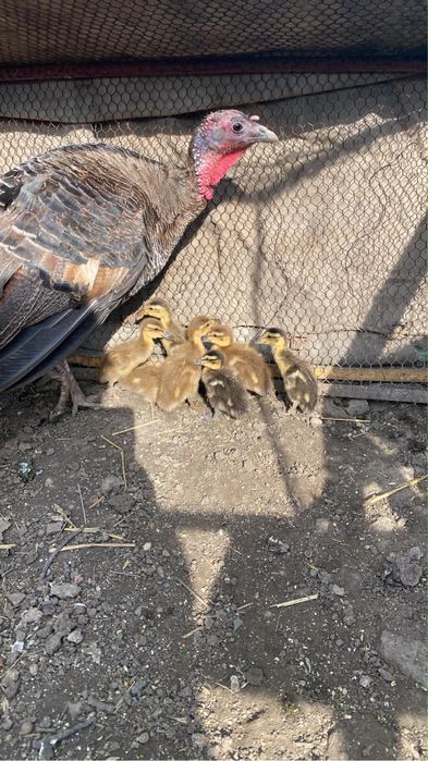 Boboci rata indiana alergatoare