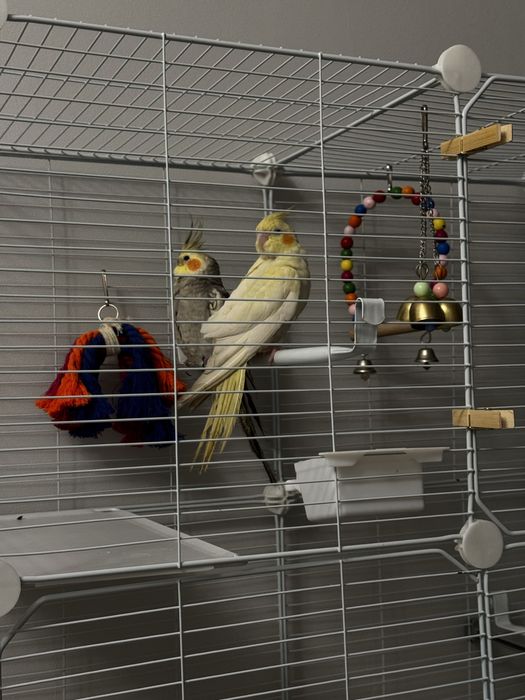 Попугай Корелла 2 шт (мальчик и девочка)