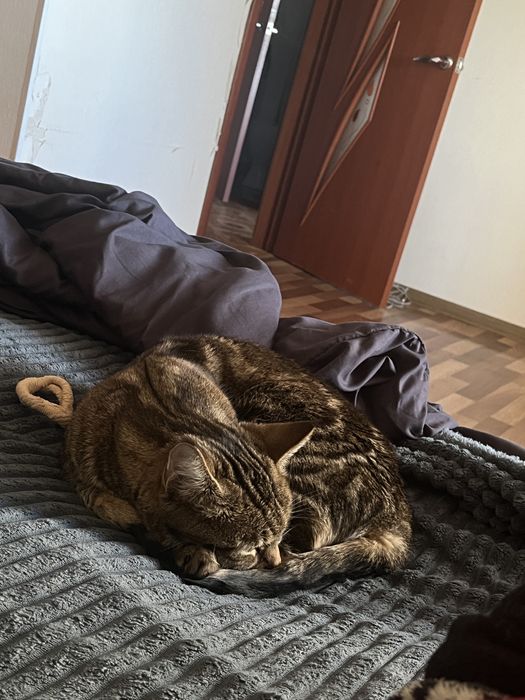 Одам кошечку в хорошие руки