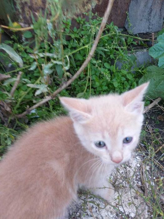 Отдаём котяточек