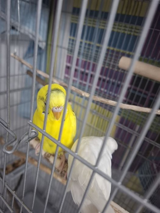 Продам волнистых попугаев +клетка