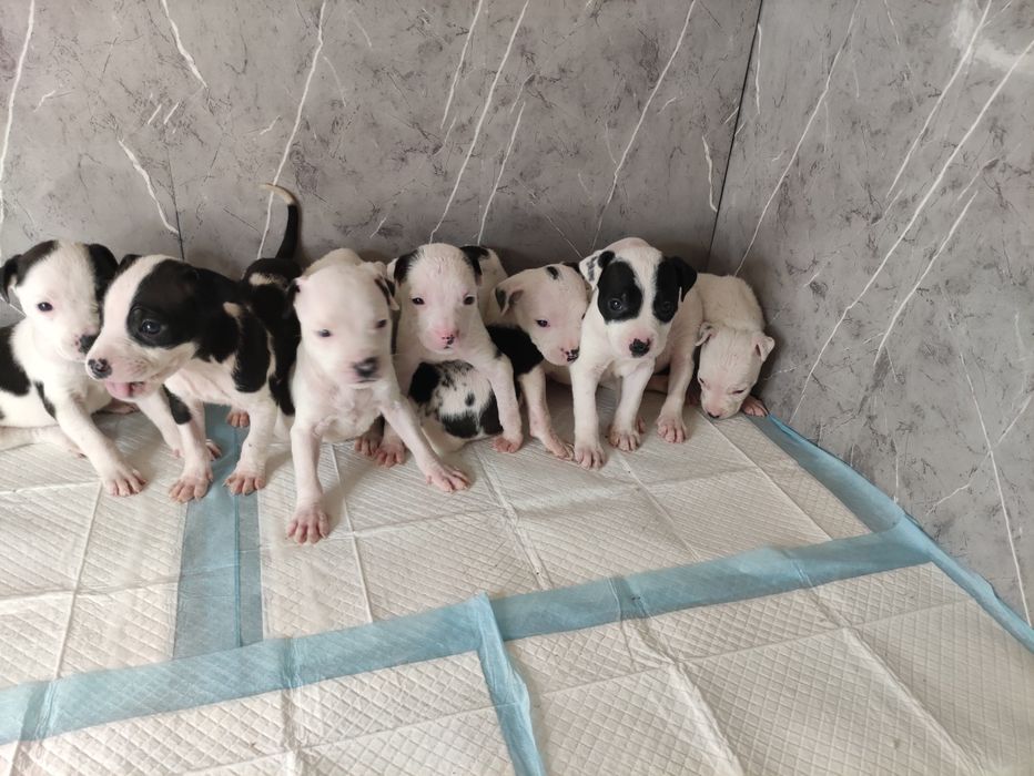 Очаровательные щенки