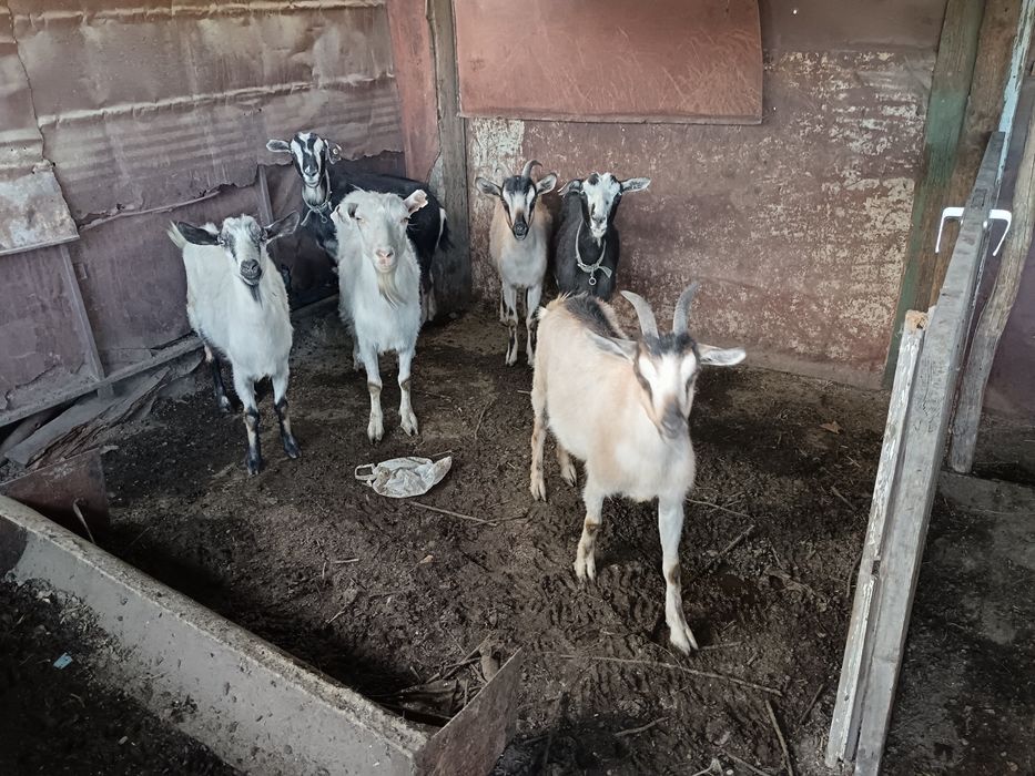 Продам коз, и козлят