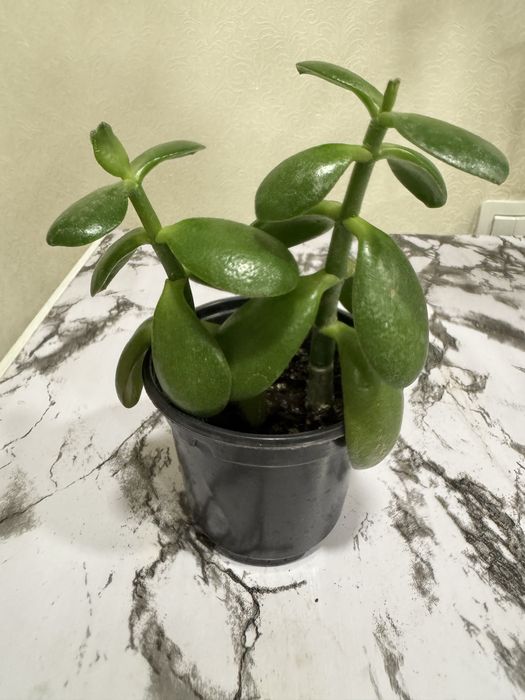 Толстянка денежное дерево