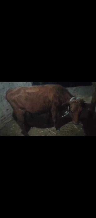 G'unajin sotiladi kelishuv asosida