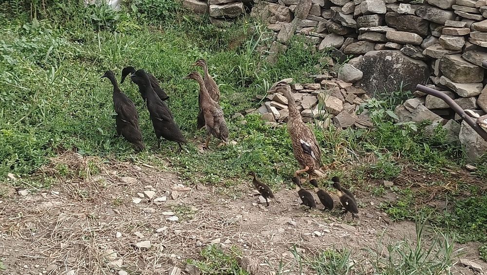 Rațe indiene alergătoare