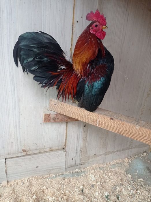 Карликовые Куры