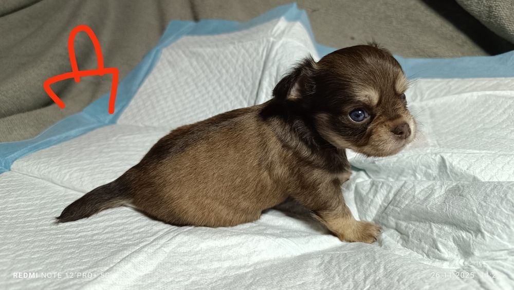 Щенки  Чихуахуа.