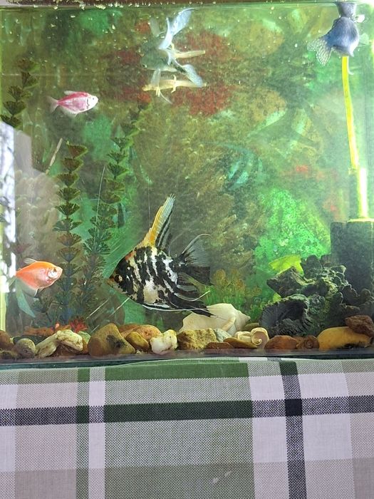 Продам аквариум с рыбками