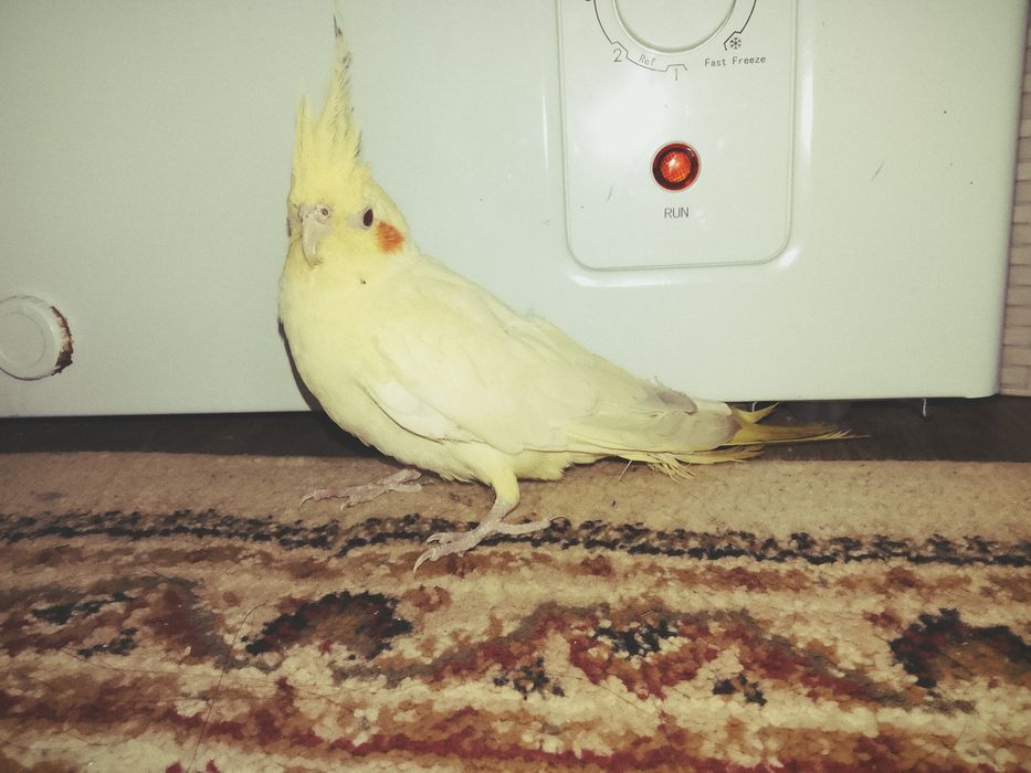 Корелла сатылады.