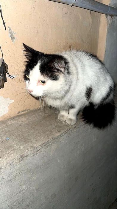 Отдам котиков в добрые руки