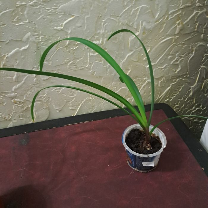 Продам цветы комнатные ,алоэ