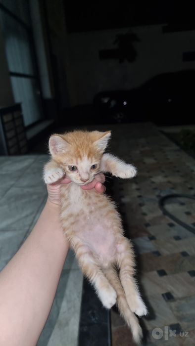 3 ta mushuk bolalari