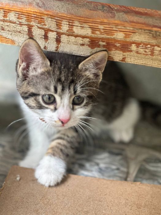 Котёнки 1,5 месячные, мальчики