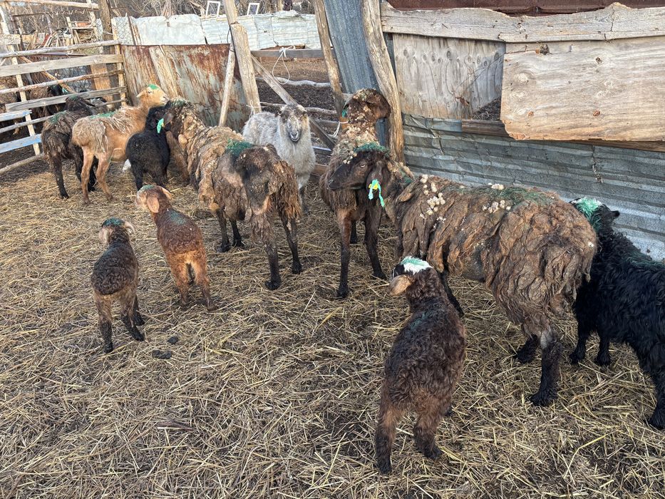 Продается бараны козы