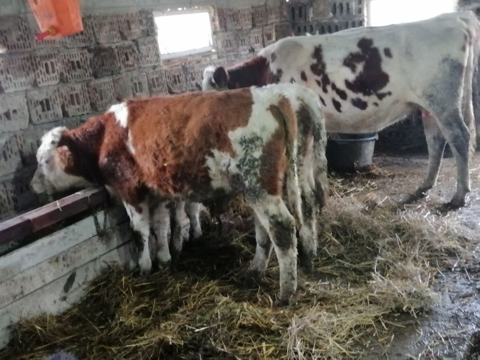 Vând sau schimb taurasi