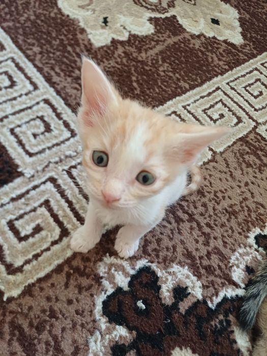 Отдам котят в добрые руки.