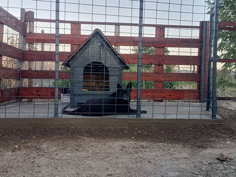 Femelă Ciobanesc German în vârstă de un an.