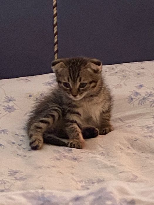 Отдаём ласковых котят в добрые руки