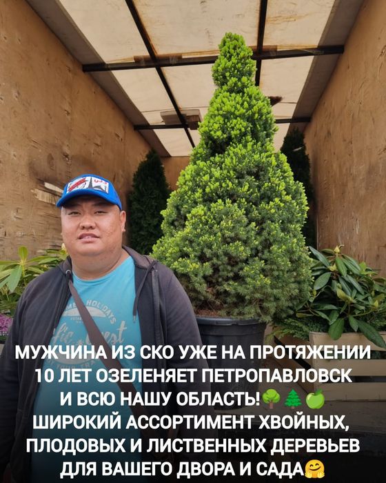 Елки ели голубые