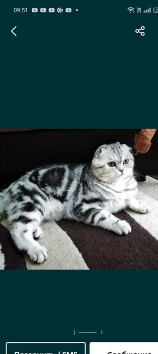 Продам шотландских котят с документами.