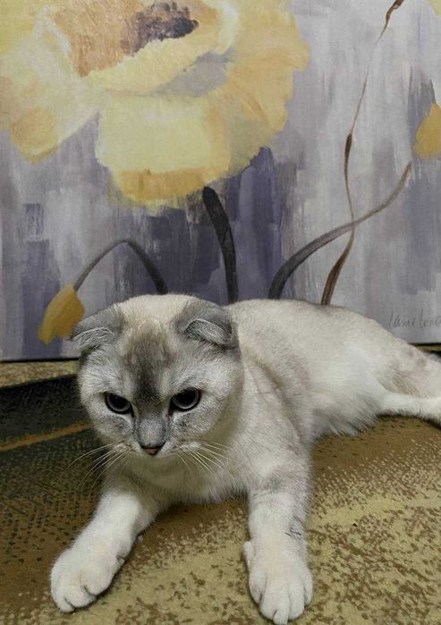 Шотландская вислоухая серебристая шиншилла (девочка)