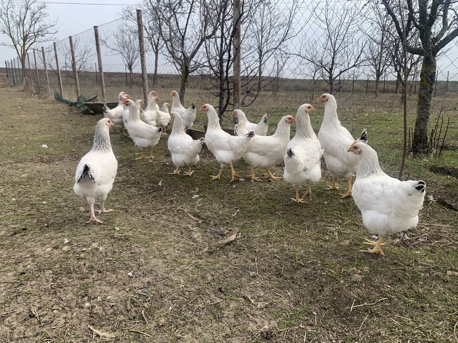 Puicute gaini  tinere  Sussex – 20 săptămâni, gata de ouat!