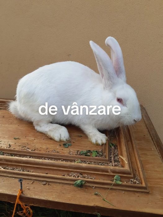 Vând iepuri masculi și femele