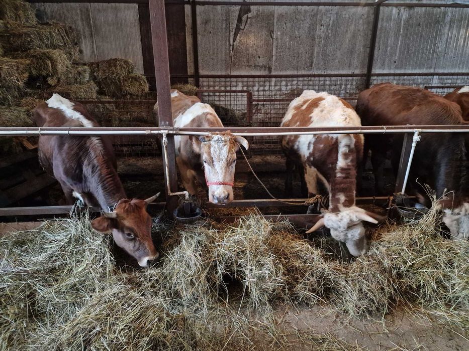 Vaci de vanzare baltate romanesti!