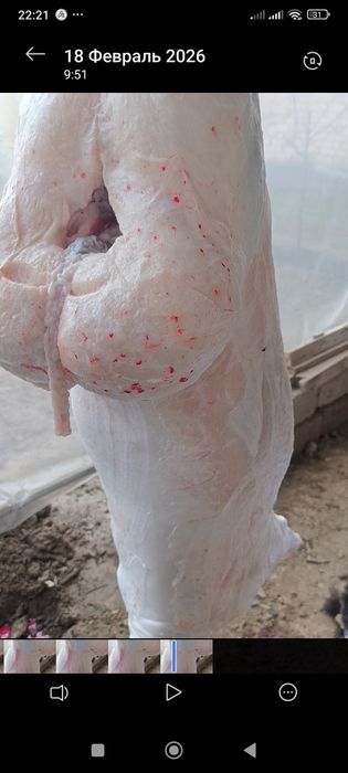 Qoylar qoy Qõchqorla sotladi gõshtini kilosga 135.000 mingdan  aksiya