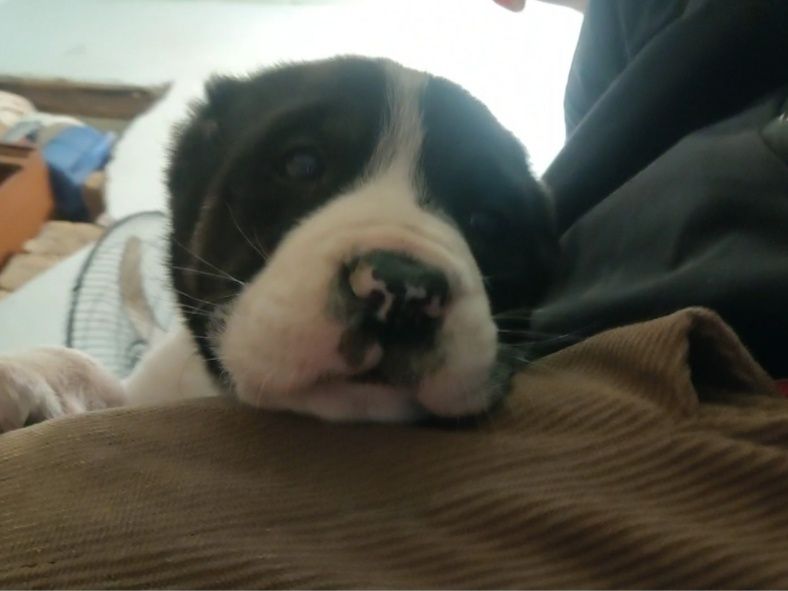 Продаже щенки тяжи