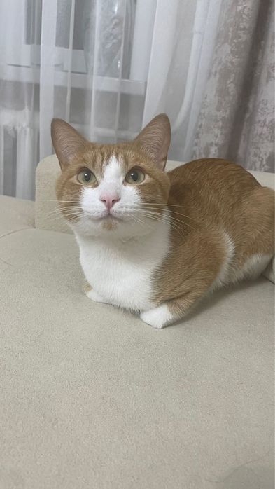 Отдам кота в добрые руки бесплатно